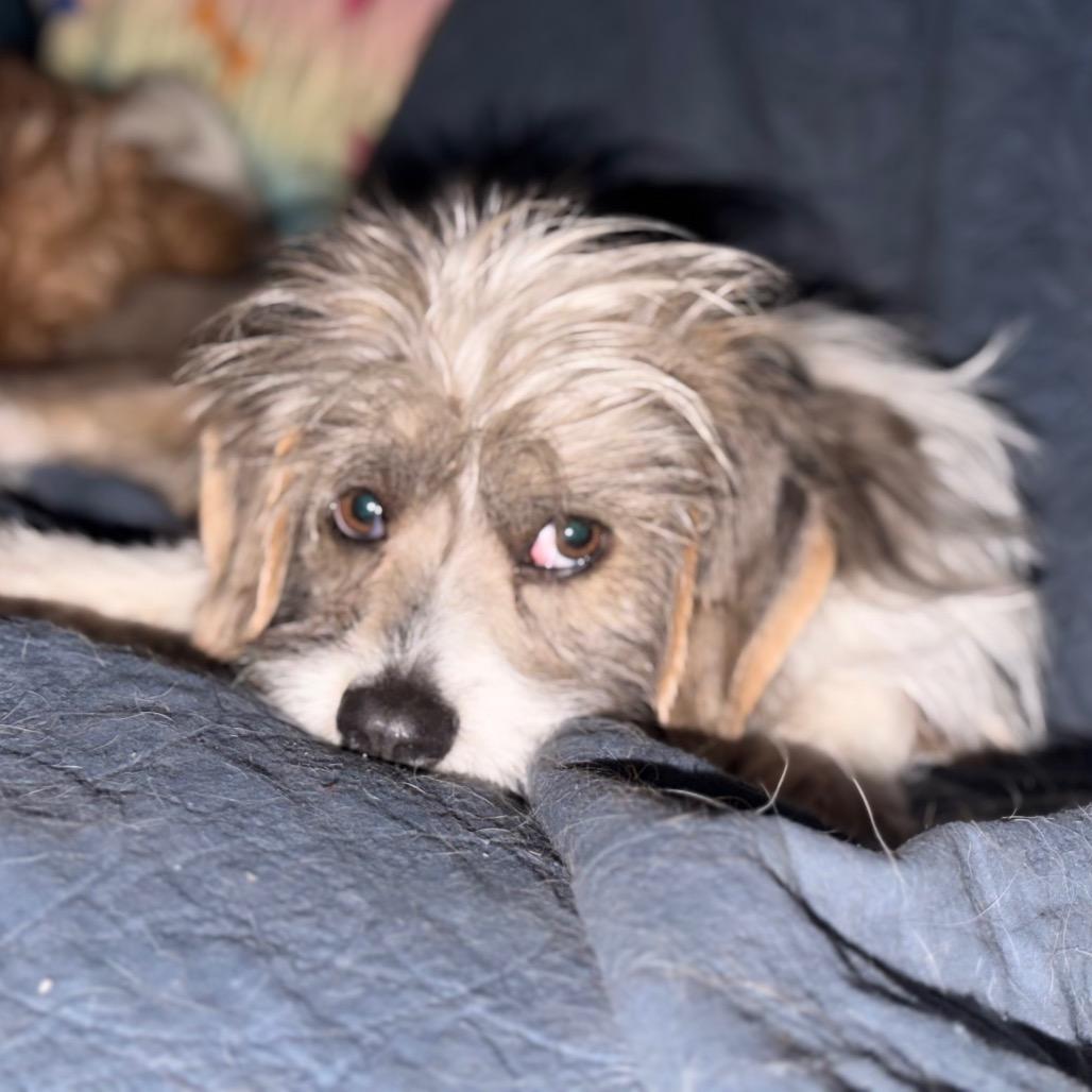 Enlarge Toto, a Adoptable mixed breed in Rochester, MN image 2/6