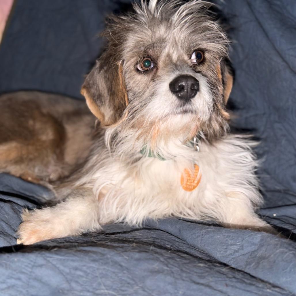 Enlarge Toto, a Adoptable mixed breed in Rochester, MN image 3/6