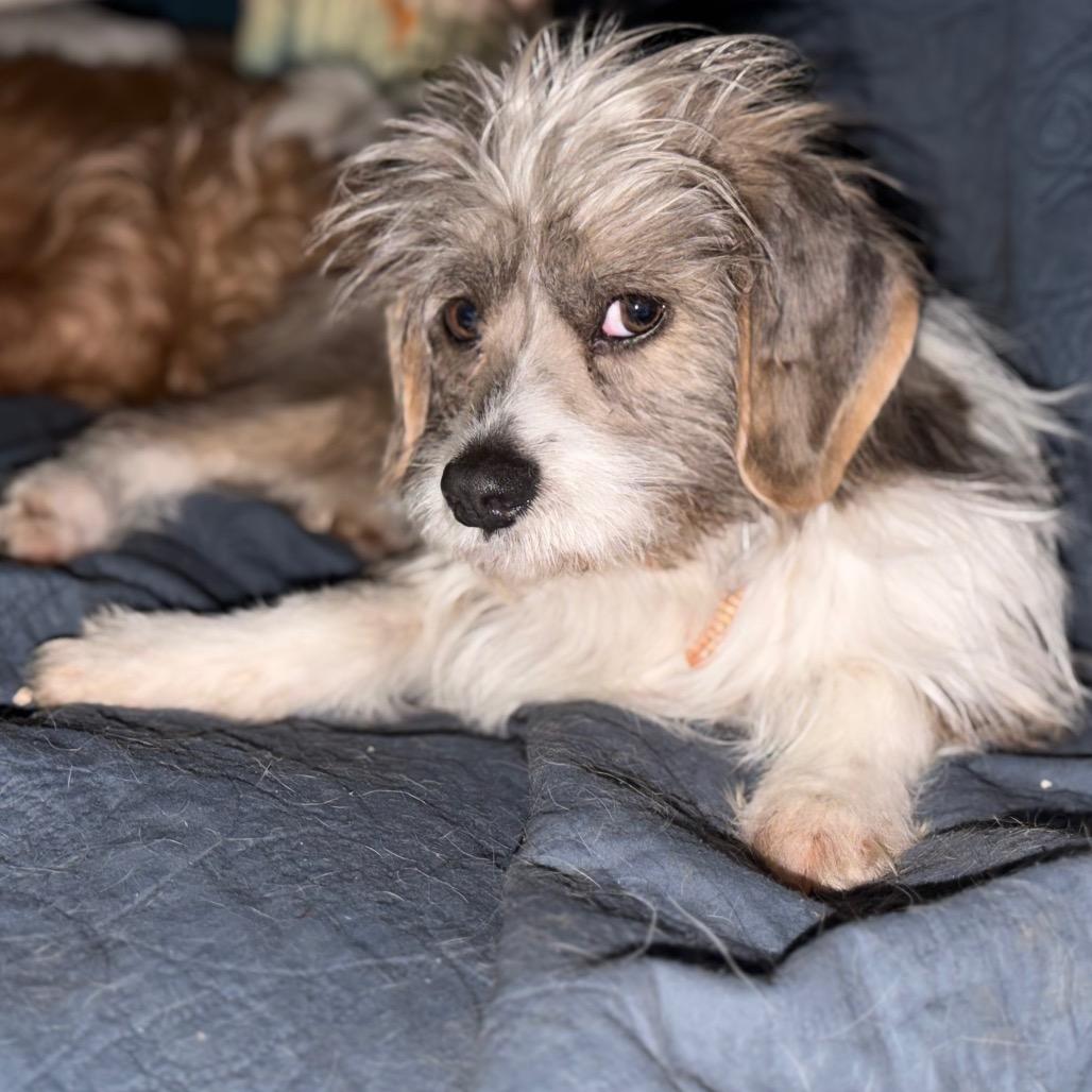 Enlarge Toto, a Adoptable mixed breed in Rochester, MN image 4/6