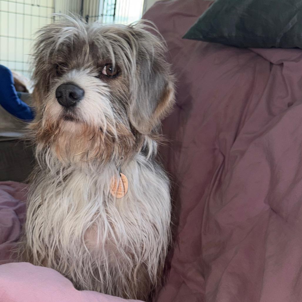 Enlarge Toto, a Adoptable mixed breed in Rochester, MN image 5/6