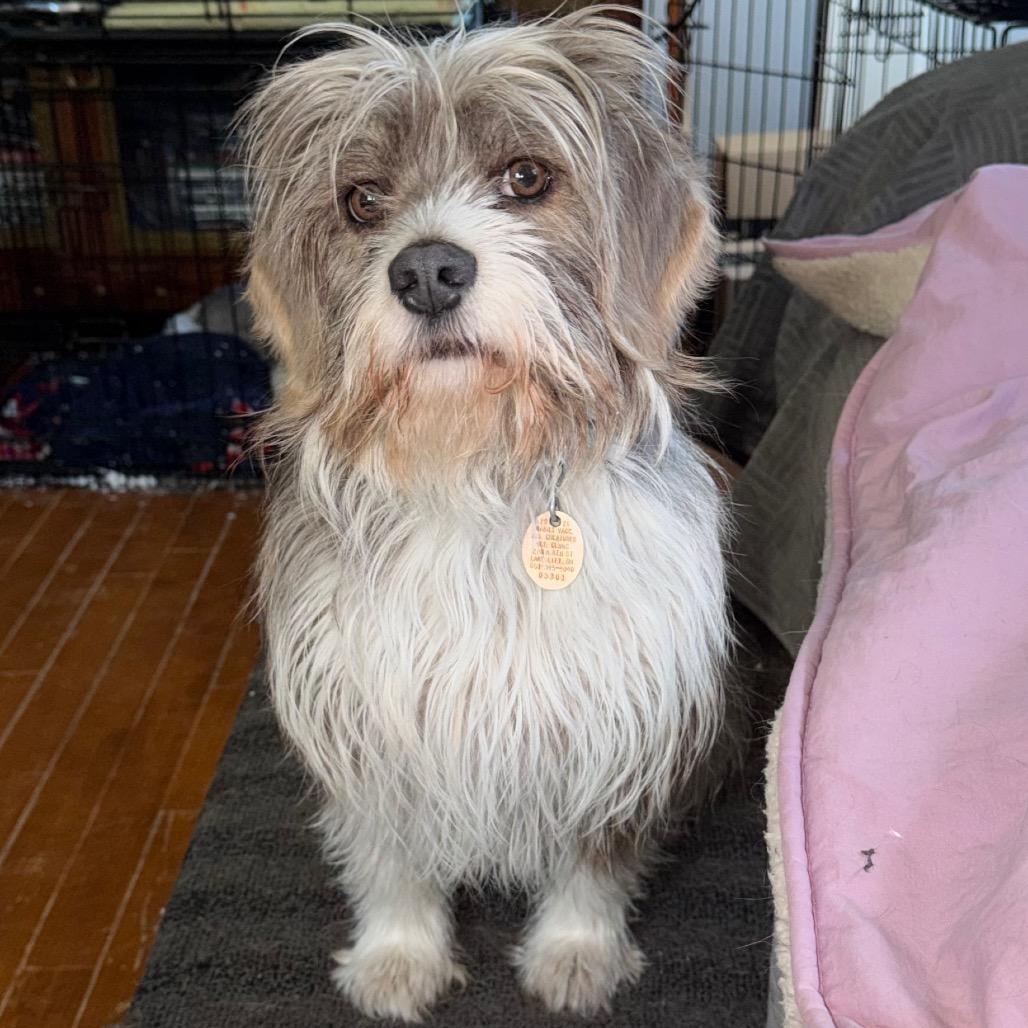 Enlarge Toto, a Adoptable mixed breed in Rochester, MN image 6/6