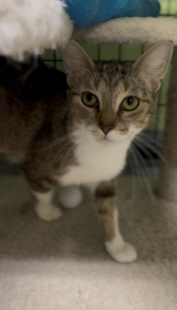 Josie McCoy *@ Whisker Room Cafe*, Adoptable, Adult Female Domestic Short Hair.