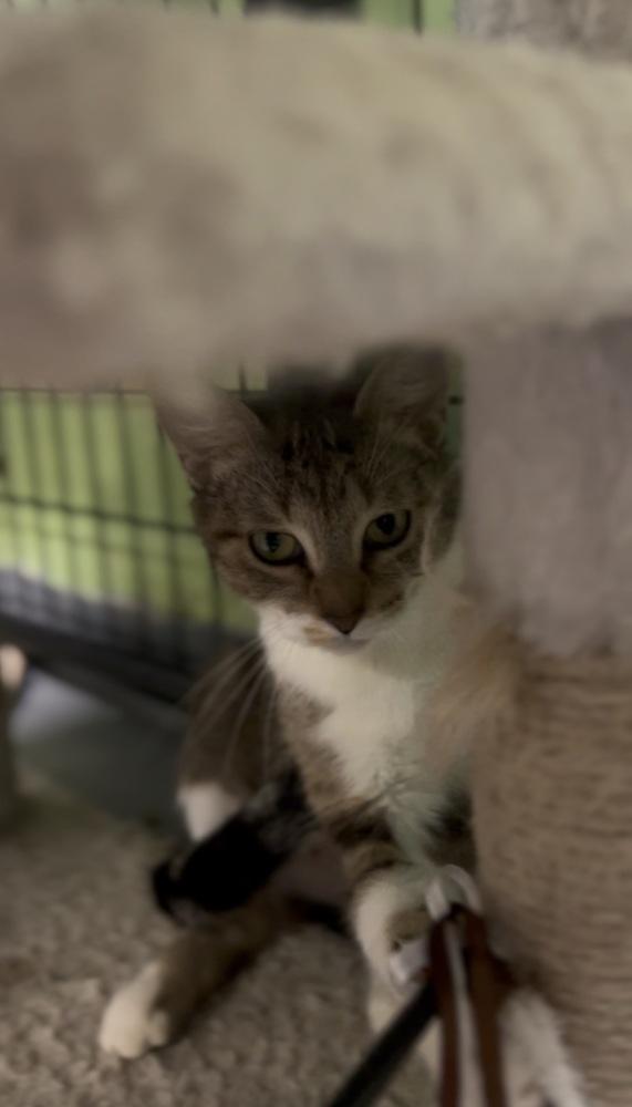 Josie McCoy *@ Whisker Room Cafe*, a Adoptable Domestic Short Hair in Muskegon, MI image 2/6