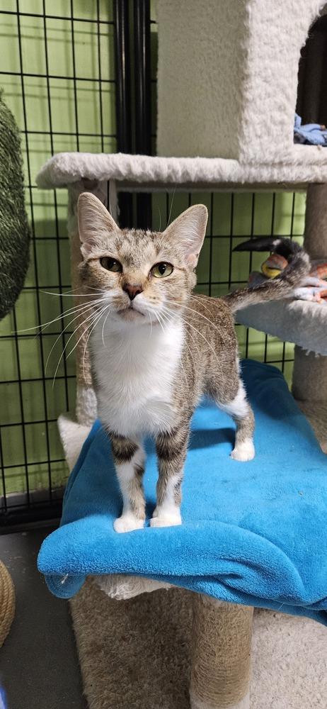 Josie McCoy *@ Whisker Room Cafe*, a Adoptable Domestic Short Hair in Muskegon, MI image 3/6