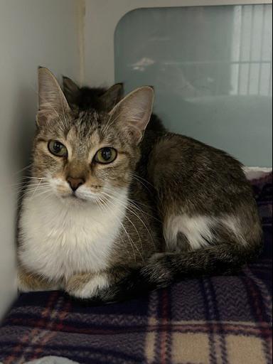 Josie McCoy *@ Whisker Room Cafe*, a Adoptable Domestic Short Hair in Muskegon, MI image 4/6