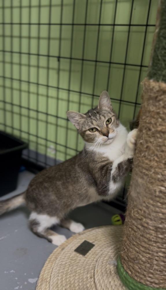 Josie McCoy *@ Whisker Room Cafe*, a Adoptable Domestic Short Hair in Muskegon, MI image 5/6