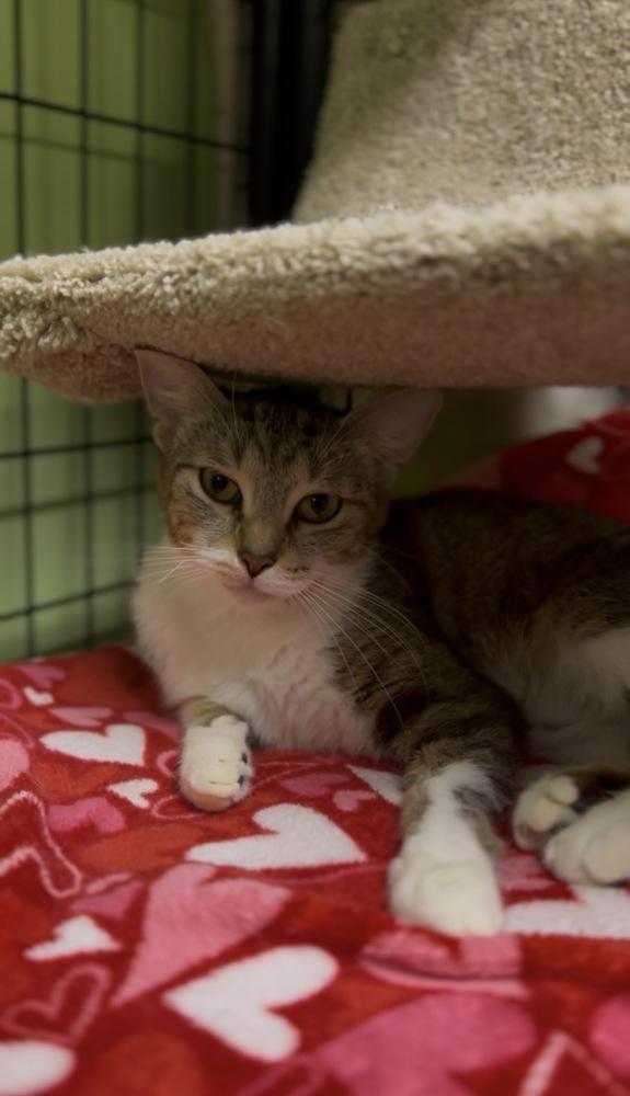 Josie McCoy *@ Whisker Room Cafe*, a Adoptable Domestic Short Hair in Muskegon, MI image 6/6