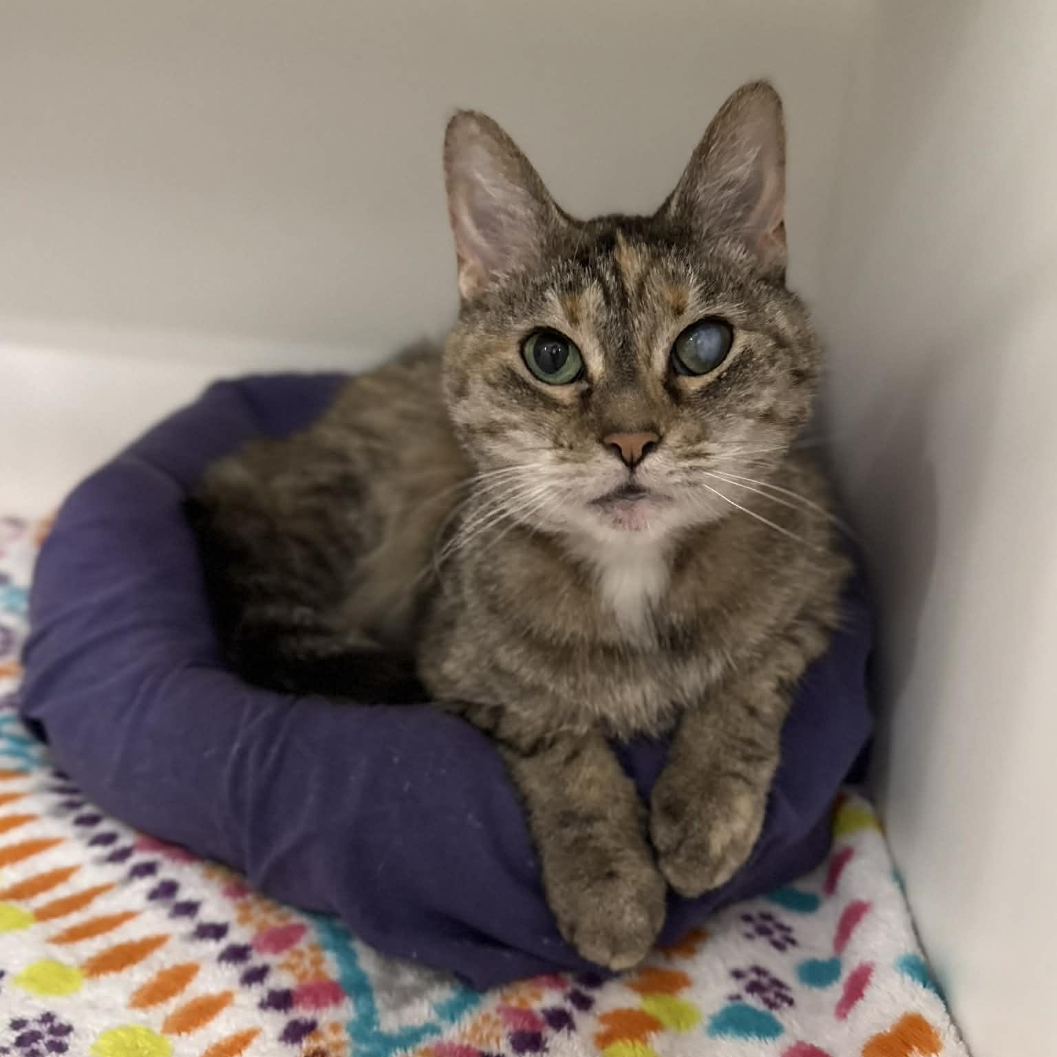 Fancy, ADOPTABLE, Adult Female Domestic Short Hair & Torbie.