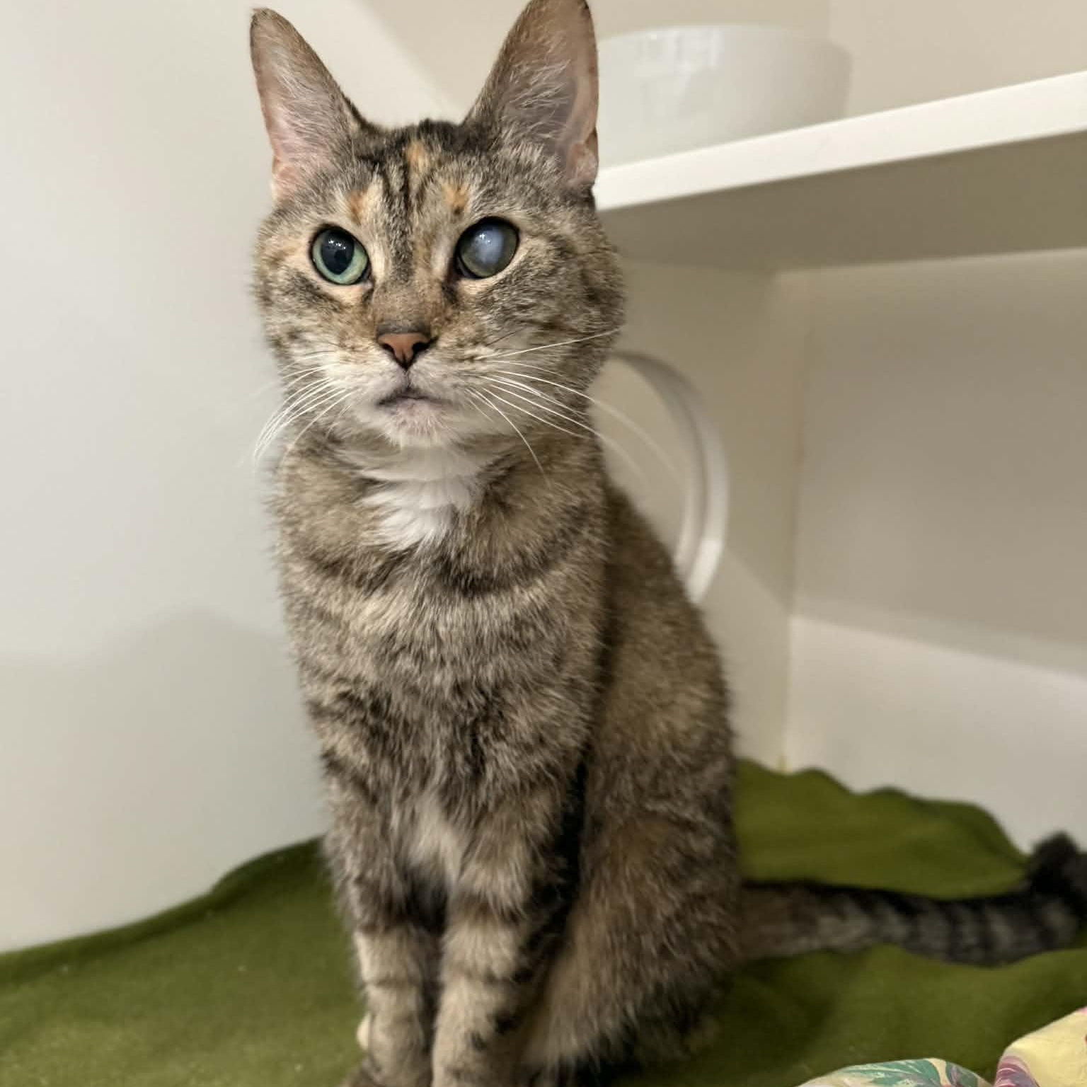 Enlarge Fancy, a ADOPTABLE mixed breed in Penn Yan, NY image 4/6