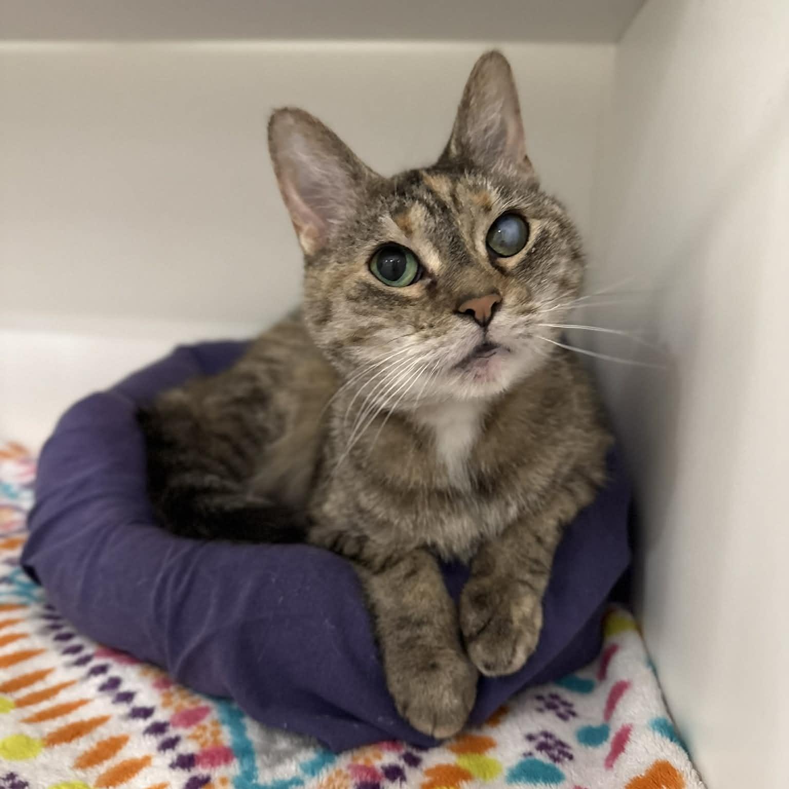 Enlarge Fancy, a ADOPTABLE mixed breed in Penn Yan, NY image 2/6