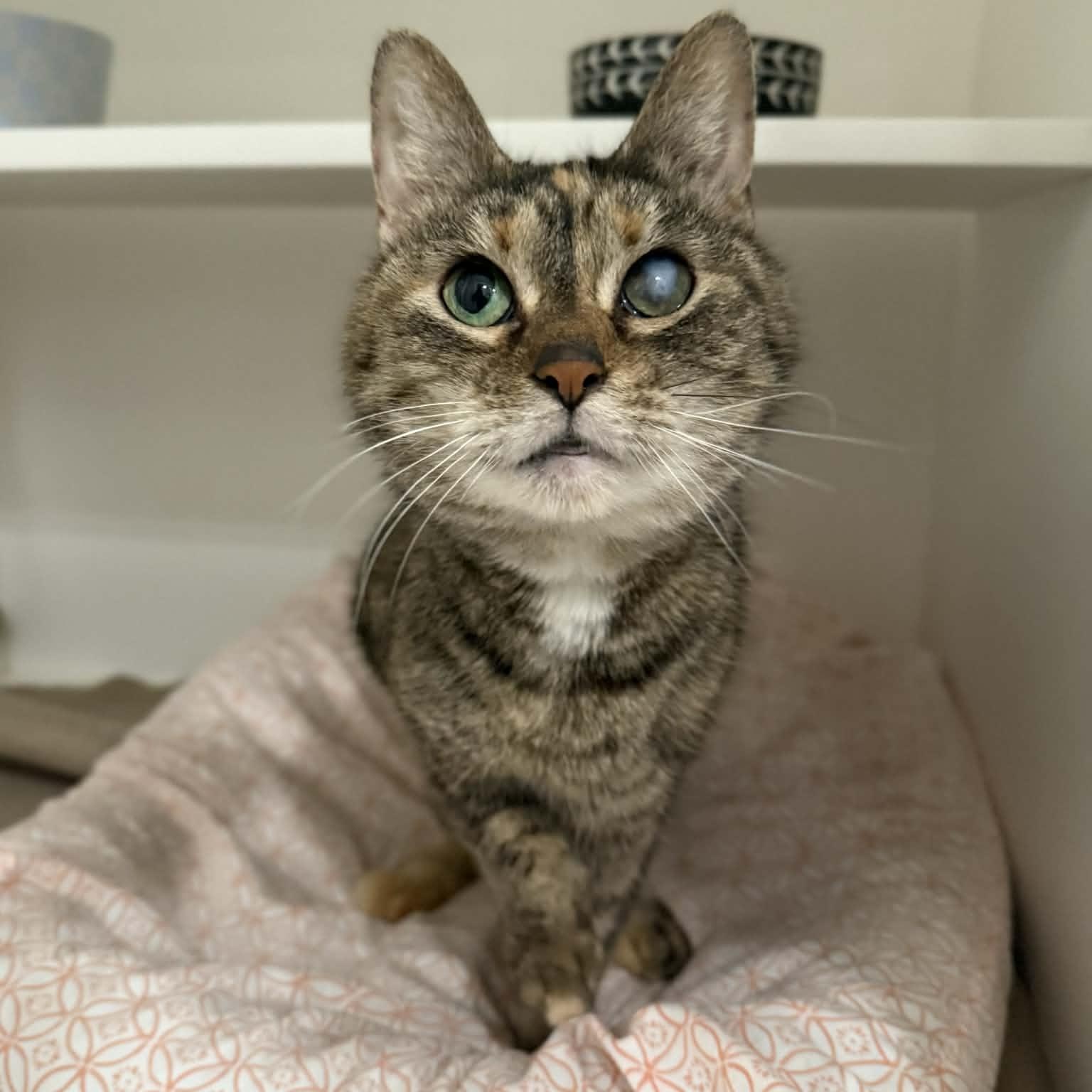 Enlarge Fancy, a ADOPTABLE mixed breed in Penn Yan, NY image 1/1