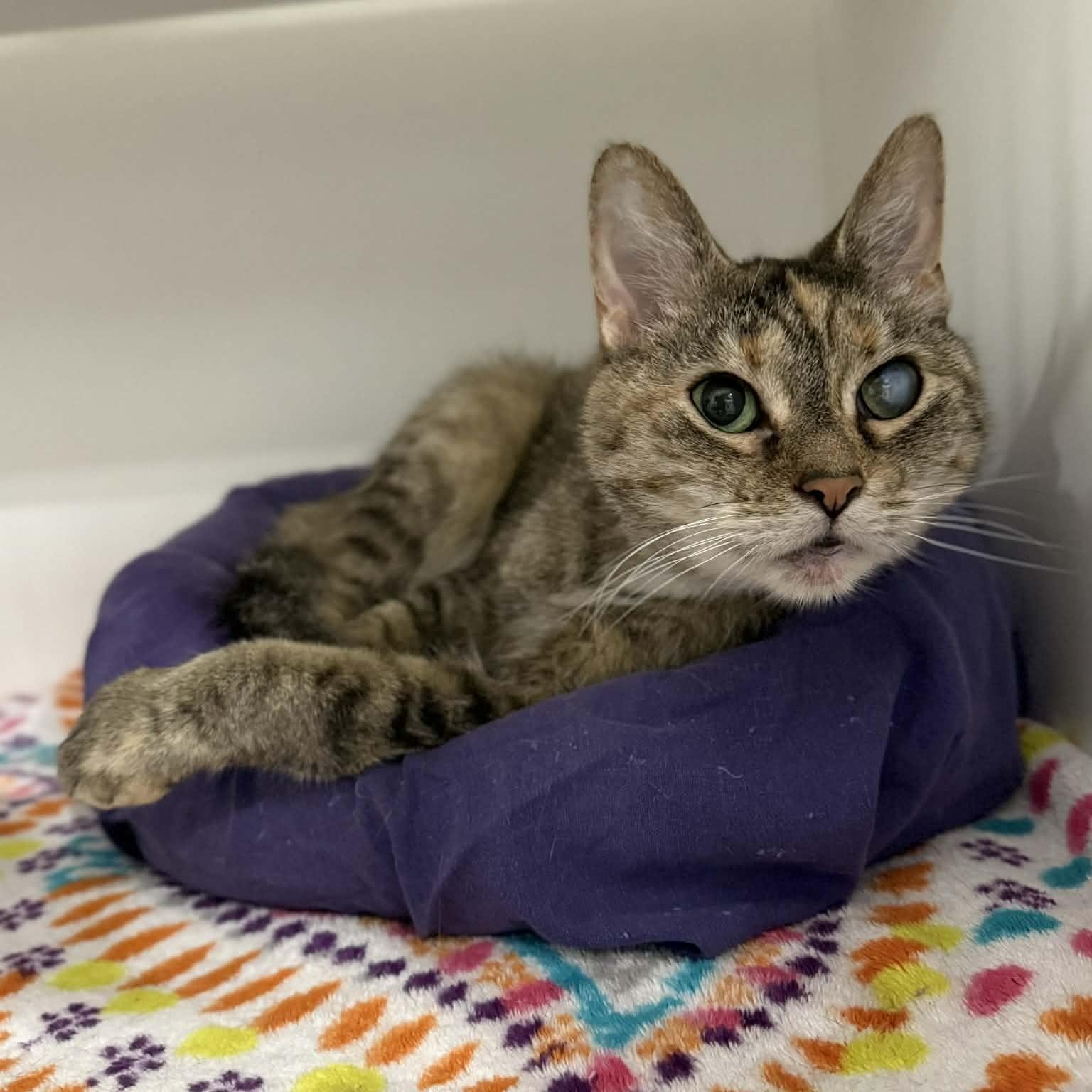 Enlarge Fancy, a ADOPTABLE mixed breed in Penn Yan, NY image 3/6