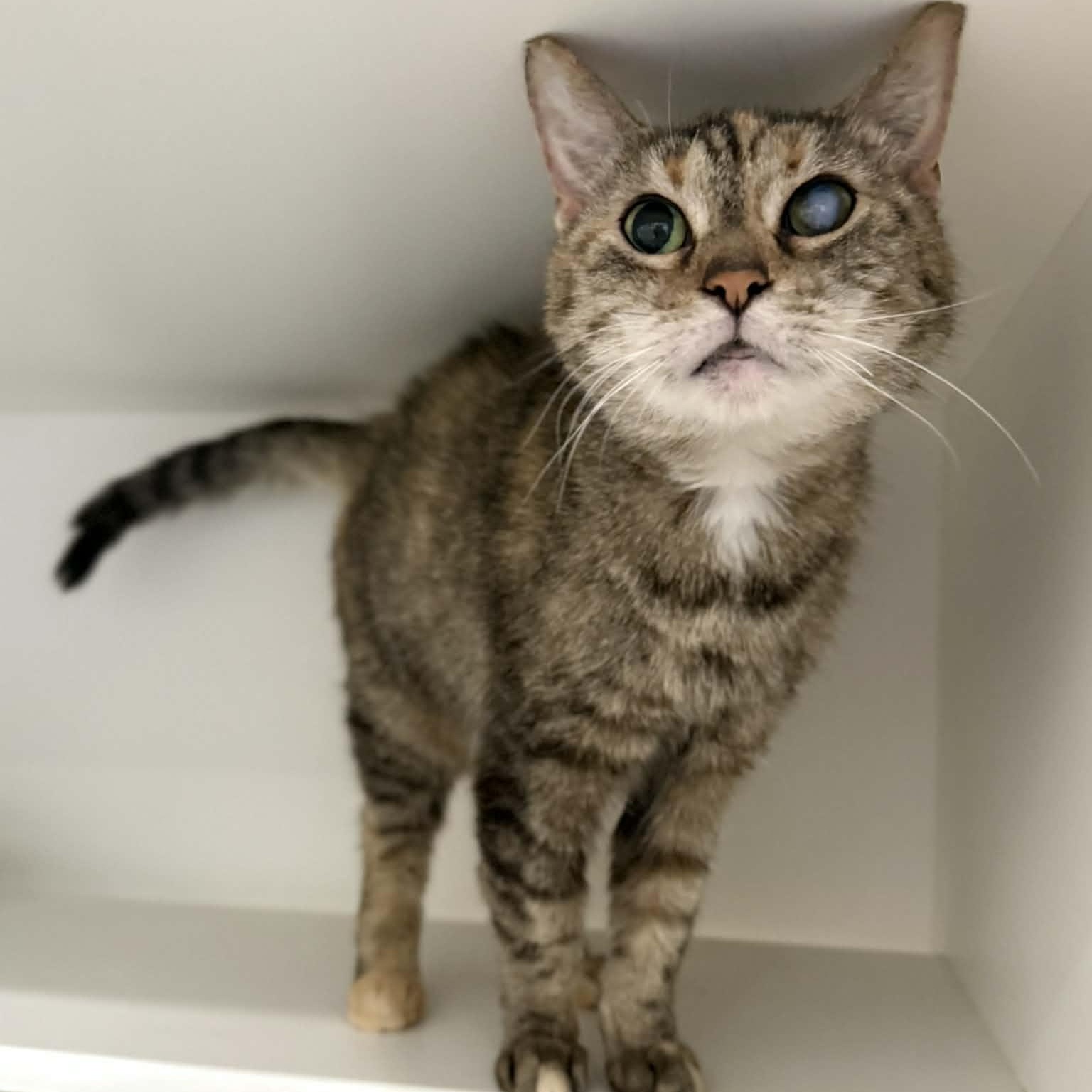 Enlarge Fancy, a ADOPTABLE mixed breed in Penn Yan, NY image 5/6