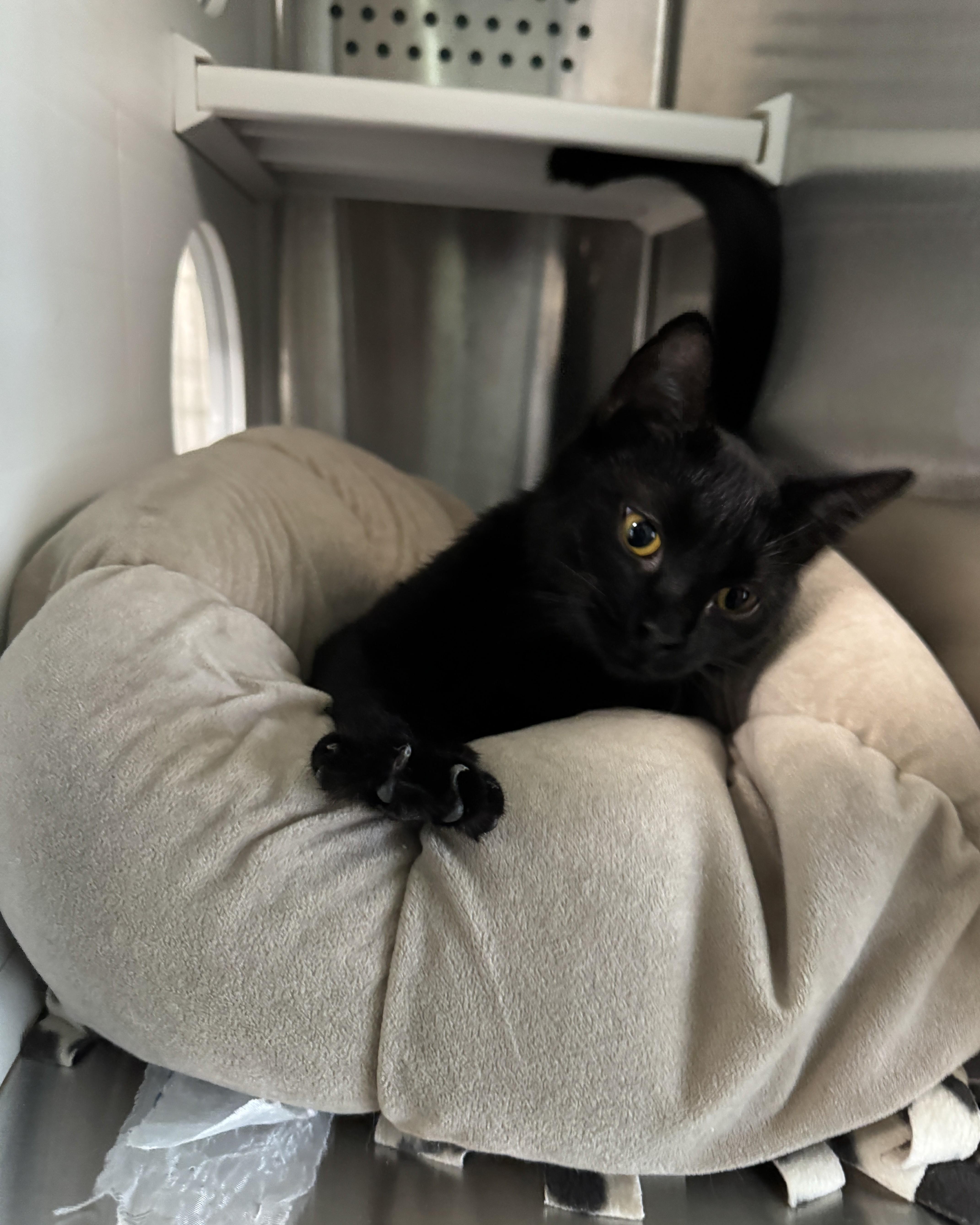 Enlarge LaTavia, an adopted Domestic Short Hair in Seneca, PA image 2/3