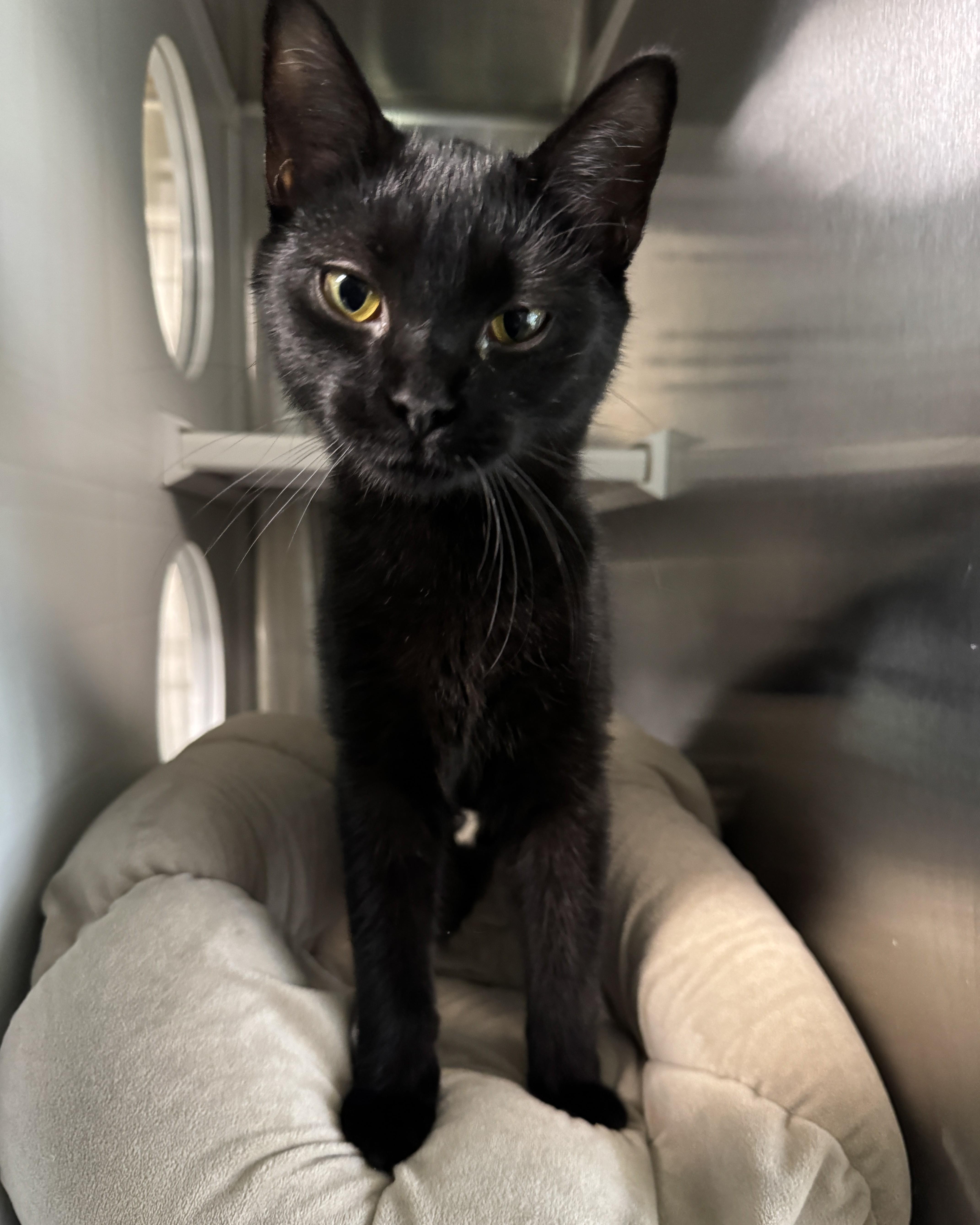 Enlarge LaTavia, an adopted Domestic Short Hair in Seneca, PA image 1/3