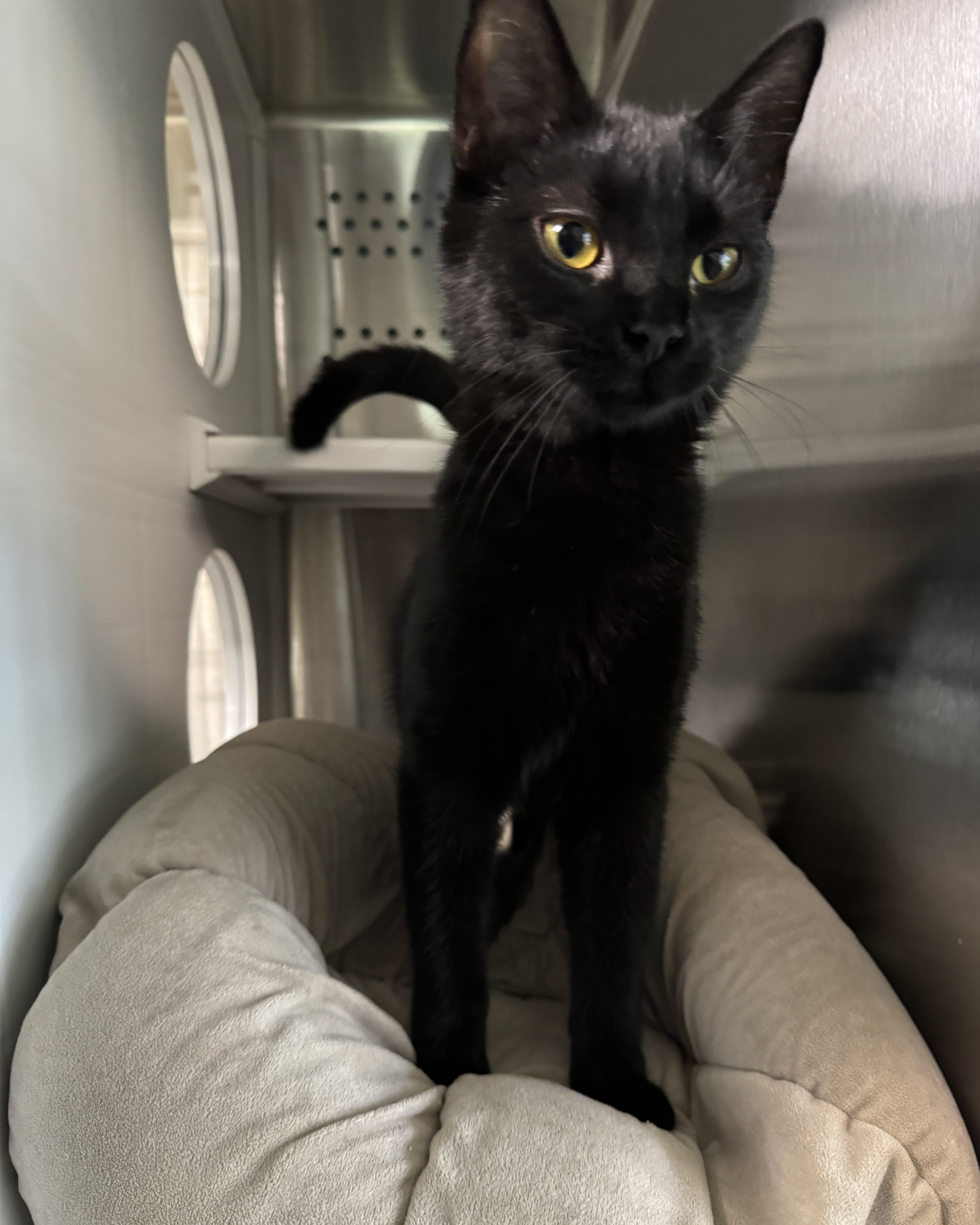 Enlarge LaTavia, an adopted Domestic Short Hair in Seneca, PA image 3/3