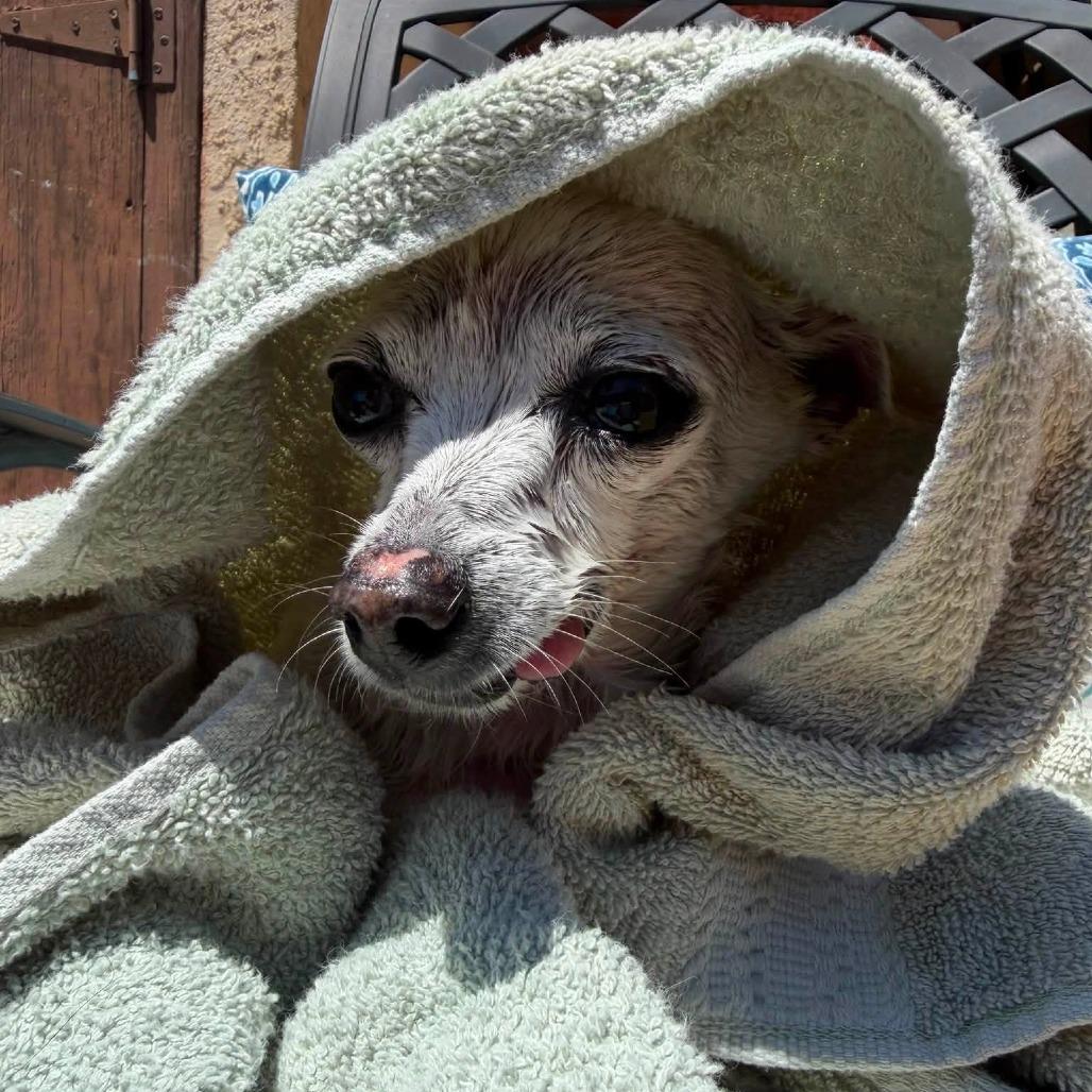 Pepe, Adoptable, Senior Male Chihuahua.
