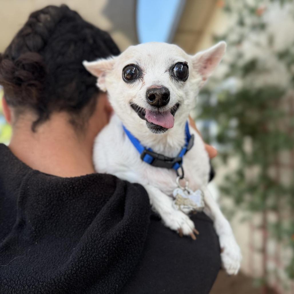 Pepe, a Adoptable Chihuahua in Ramona, CA image 3/5