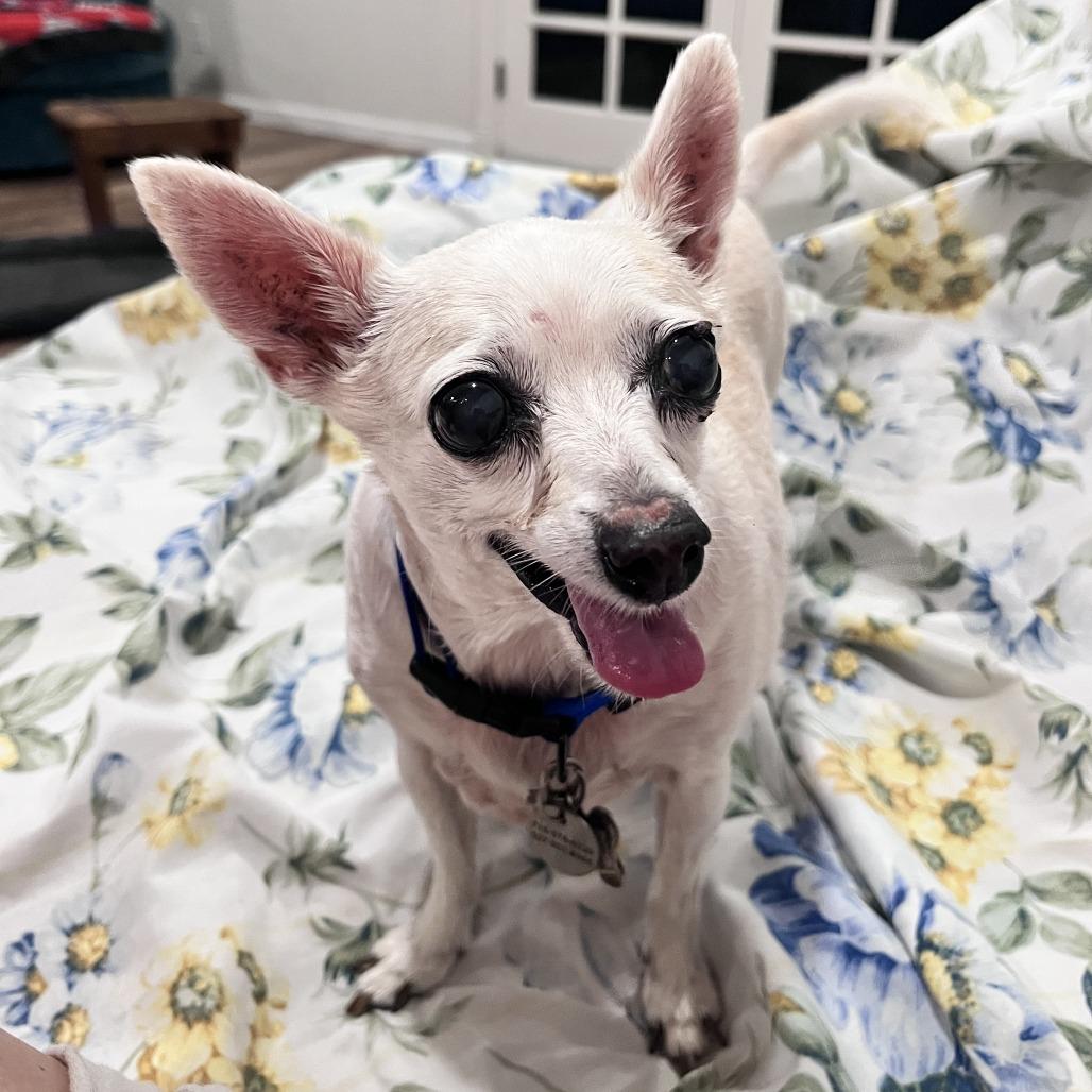 Pepe, a Adoptable Chihuahua in Ramona, CA image 5/5