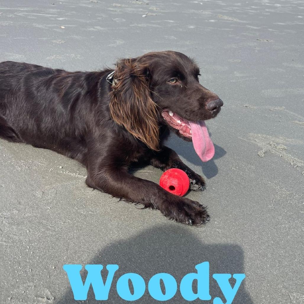Woody, Adoptable, Adult Male Spaniel.