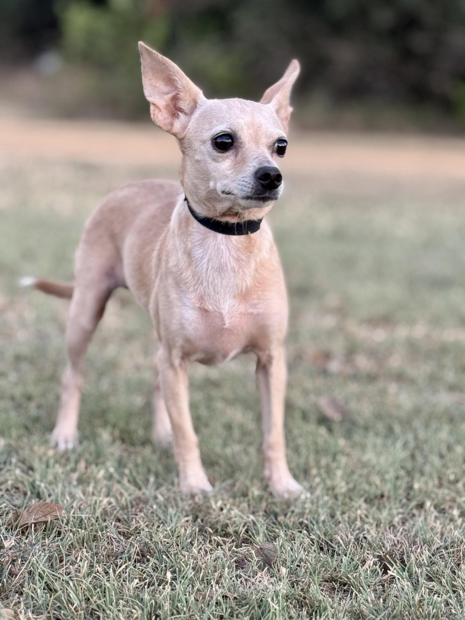 Heather, Adoptable, Adult Female Chihuahua.