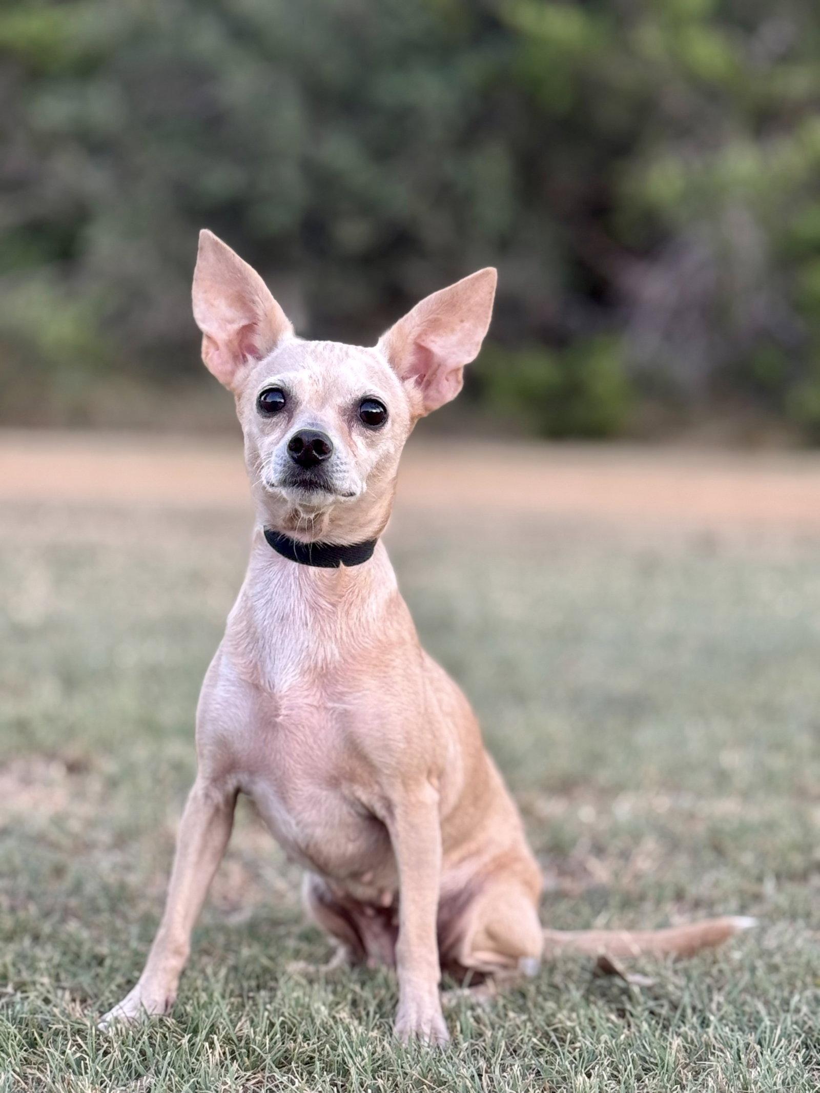 Enlarge Heather, a Adoptable Chihuahua in Helotes, TX image 2/3