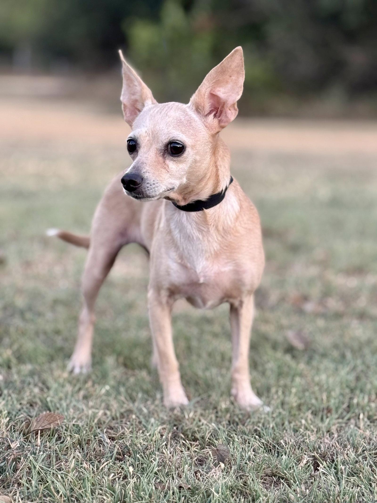 Enlarge Heather, a Adoptable Chihuahua in Helotes, TX image 3/3