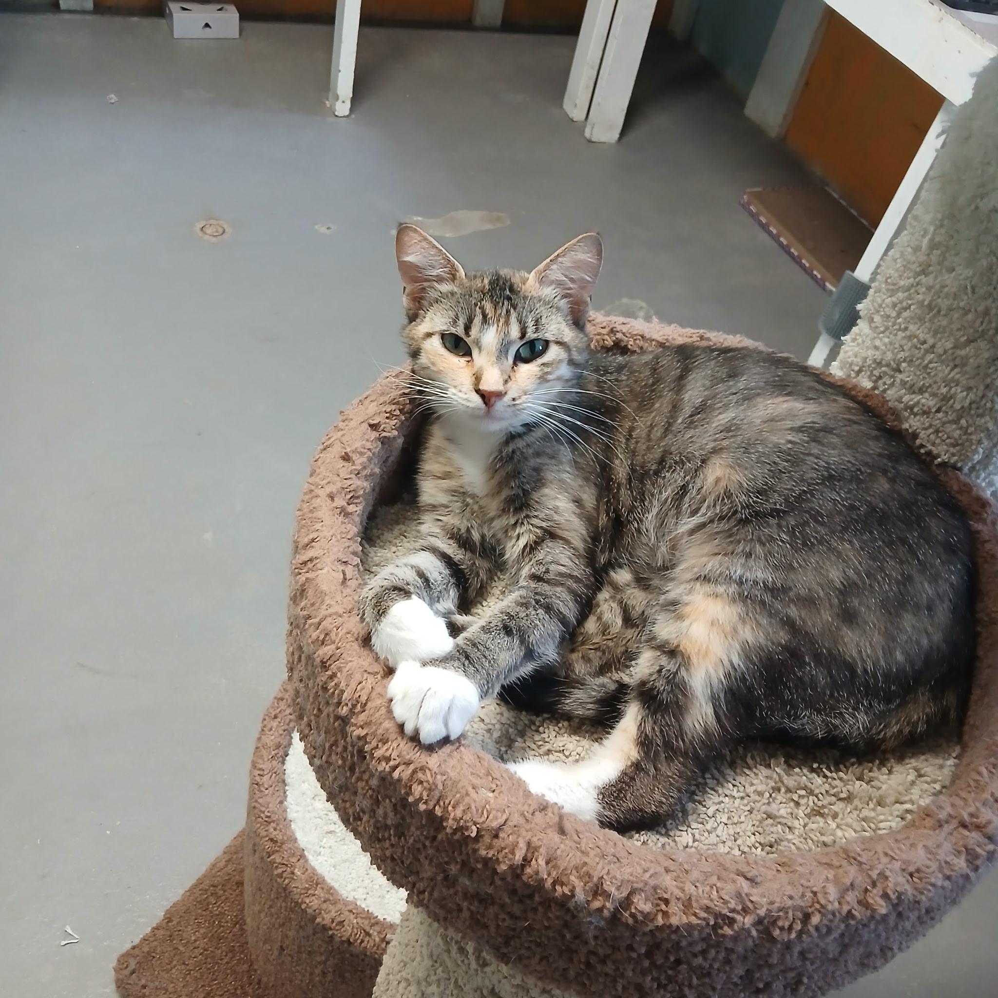 Amber, Adult Female Domestic Short Hair