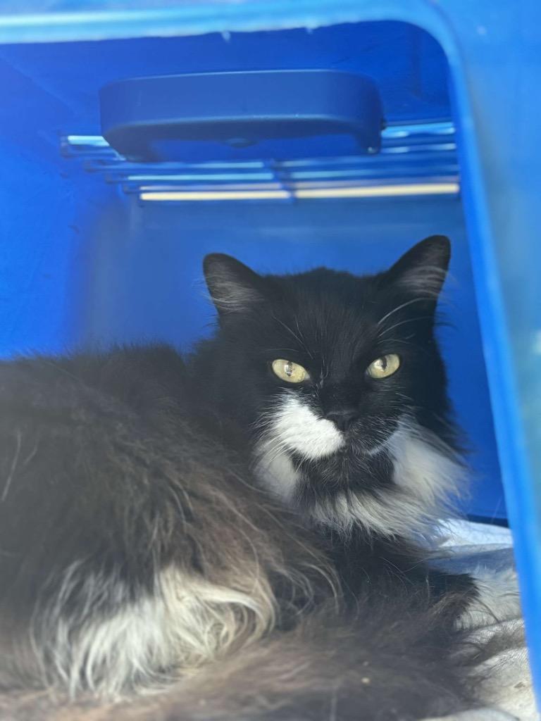 Teesha, Adoptable, Adult Female Domestic Long Hair.