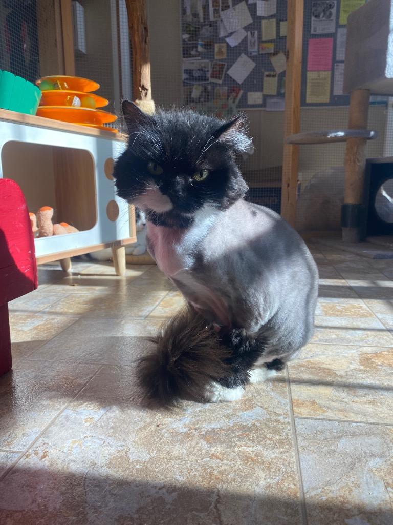 Teesha, a Adoptable mixed breed in Parsons, WV image 2/3