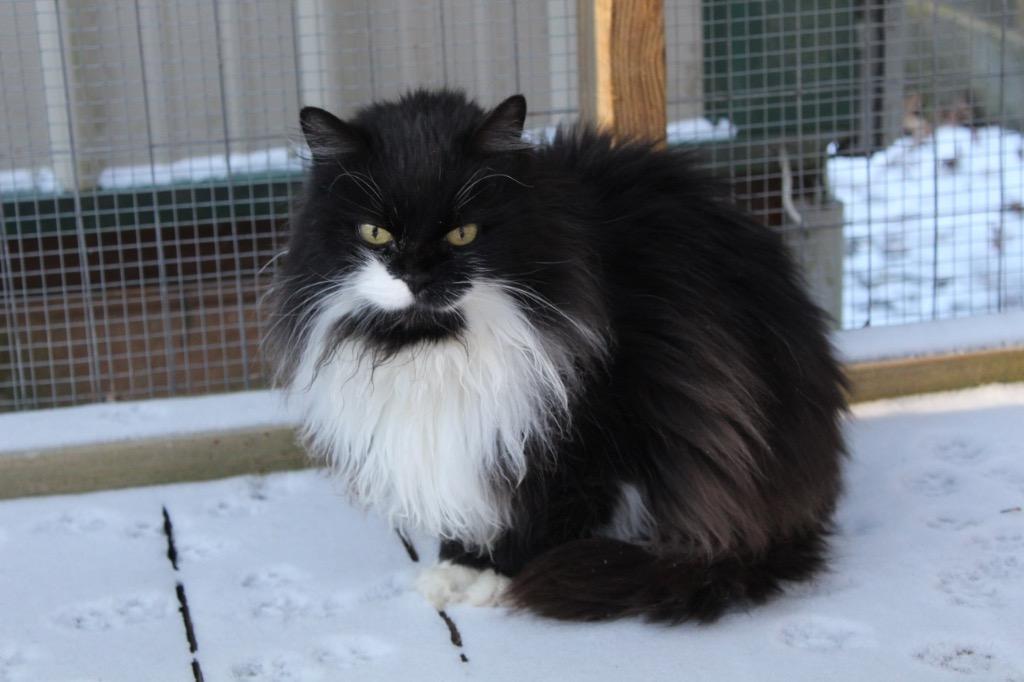 Enlarge Teesha, a Adoptable mixed breed in Parsons, WV image 2/3