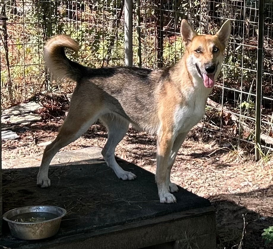 Enlarge GEMMA, a Adoptable mixed breed in Kingwood, TX image 1/5
