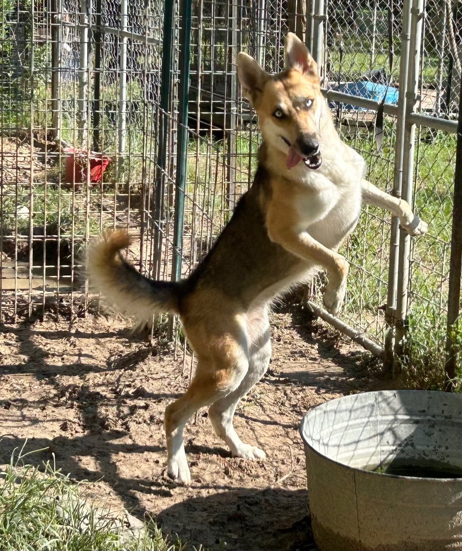 Enlarge GEMMA, a Adoptable mixed breed in Kingwood, TX image 2/5