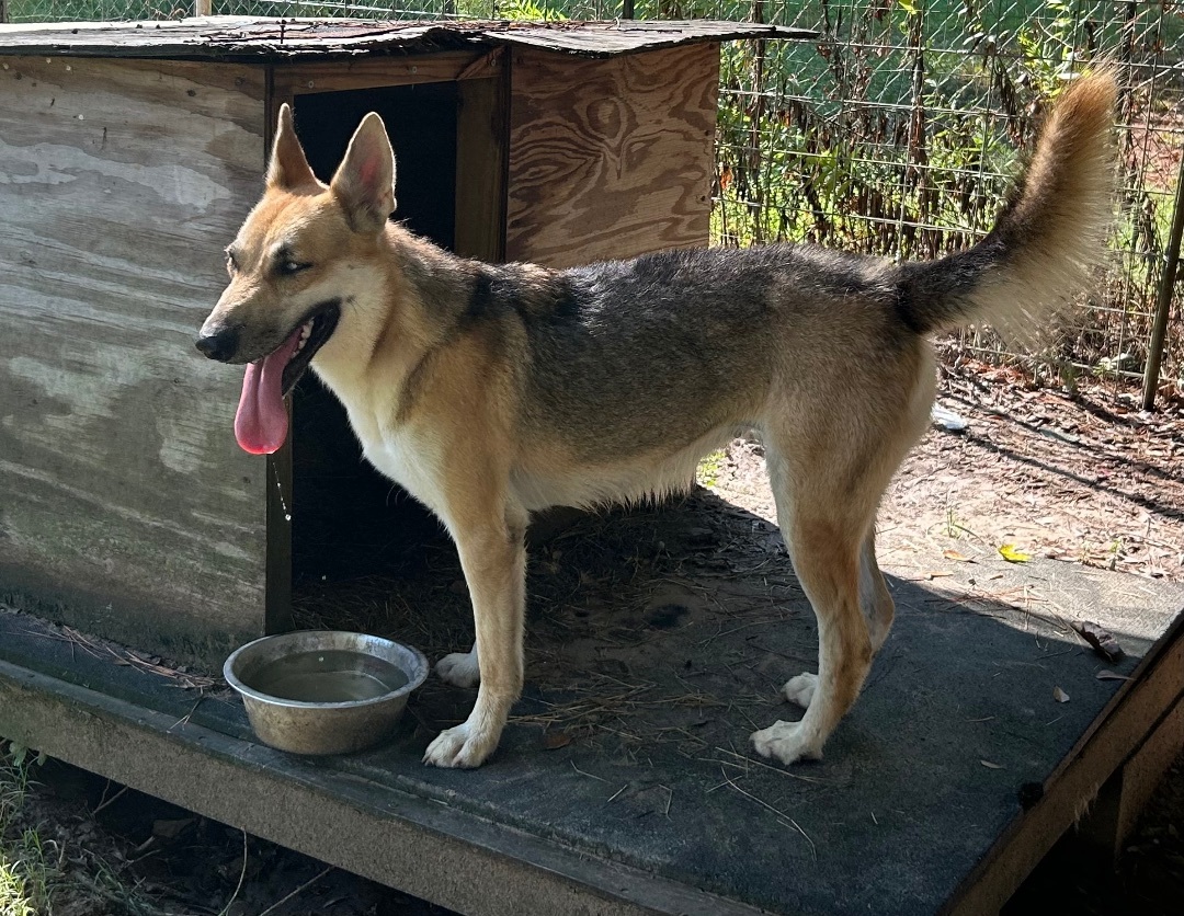 Enlarge GEMMA, a Adoptable mixed breed in Kingwood, TX image 3/5