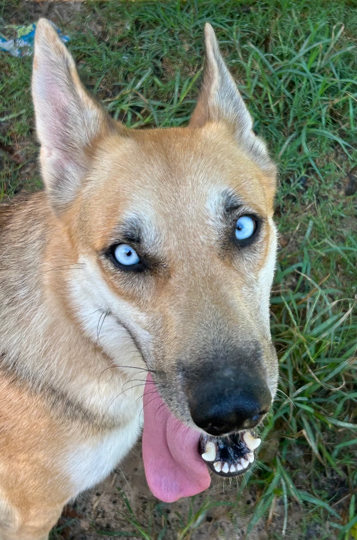 Enlarge GEMMA, a Adoptable mixed breed in Kingwood, TX image 4/5