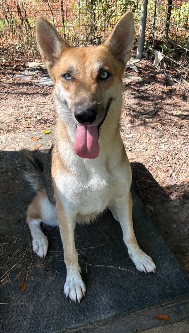 Enlarge GEMMA, a Adoptable mixed breed in Kingwood, TX image 5/5