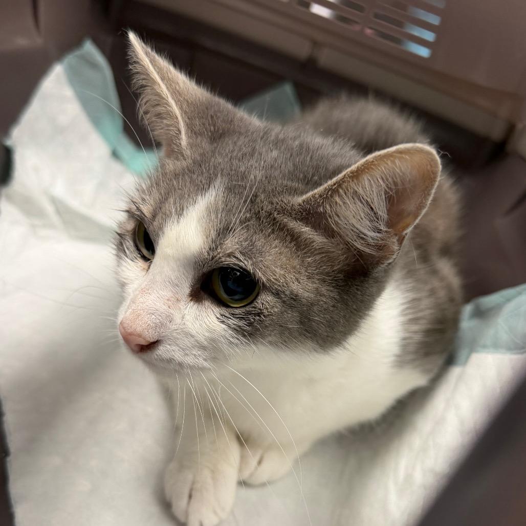 Flare, Adoptable, Adult Female Domestic Short Hair.