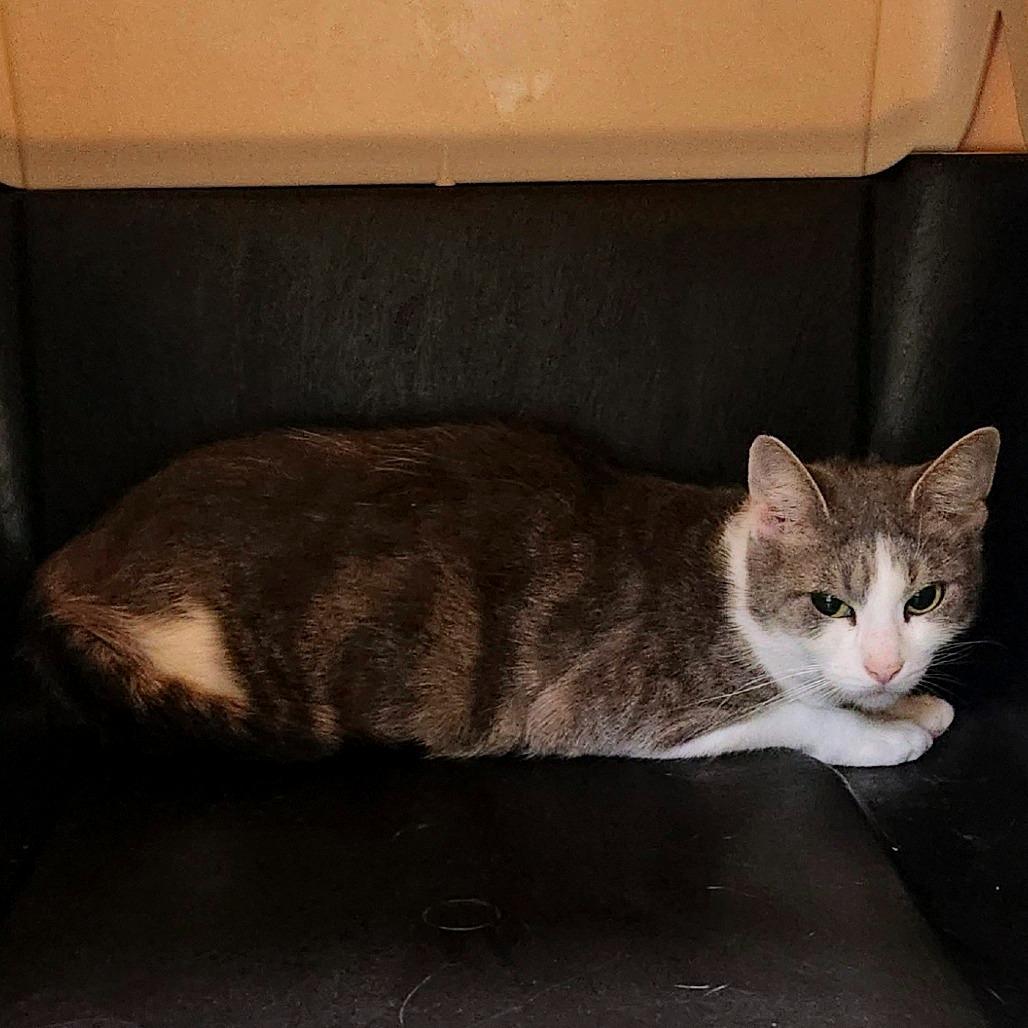 Enlarge Flare, a Adoptable Domestic Short Hair in Watertown, NY image 2/3
