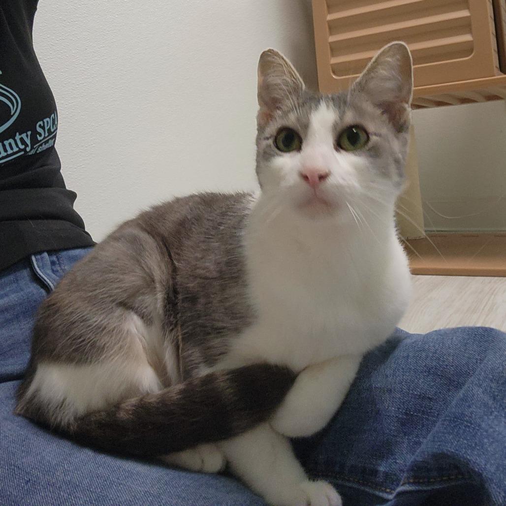 Enlarge Flare, a Adoptable Domestic Short Hair in Watertown, NY image 3/3