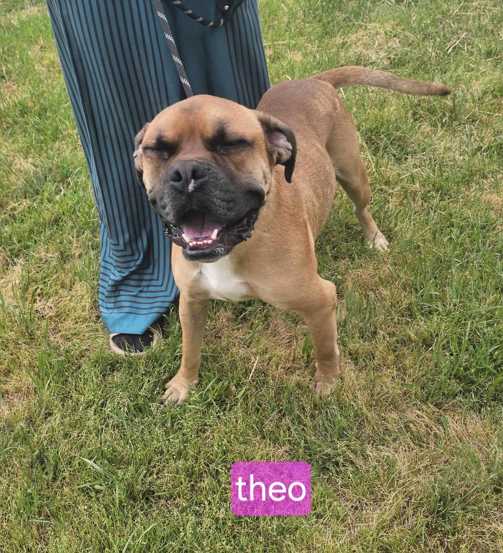 Theo, Adoptable, Young Male Boxer.