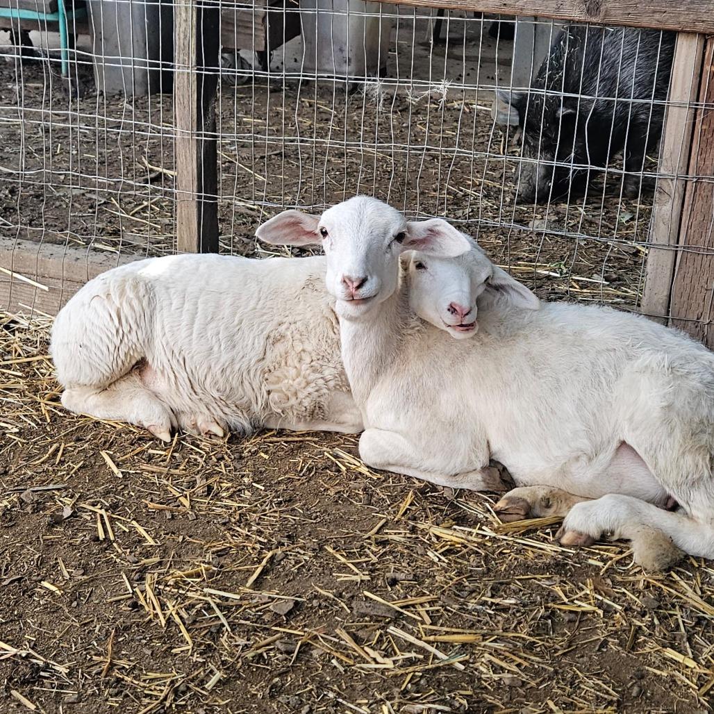 Willow, Adoptable, Young Female Sheep.