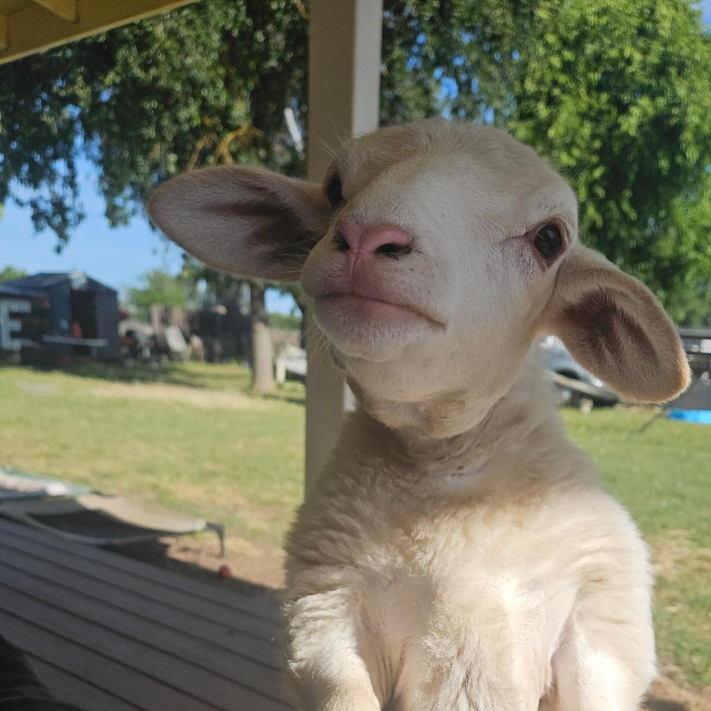 Enlarge Willow, a Adoptable Sheep in Elverta, CA image 1/1