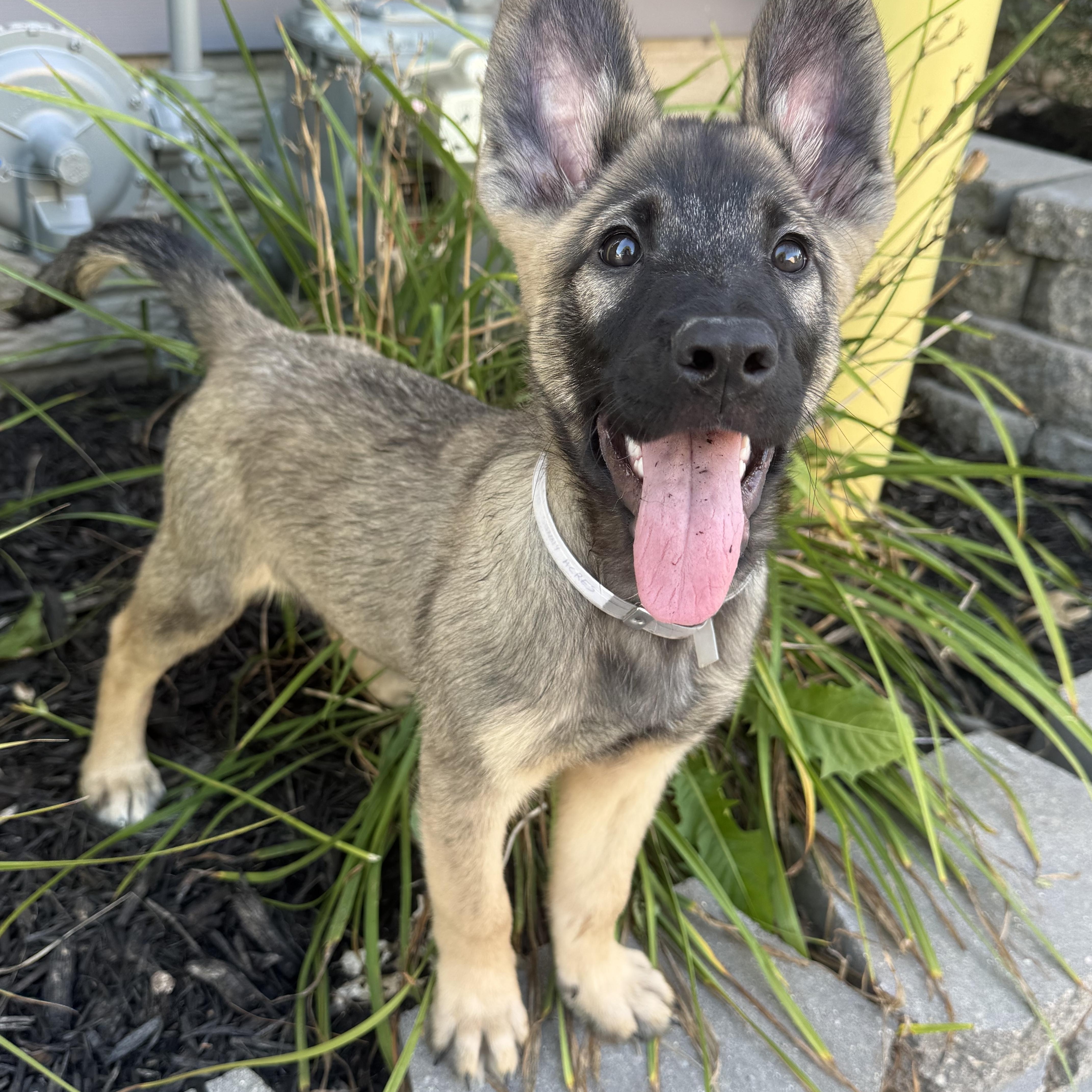 Crush, adopted, Puppy Male German Shepherd Dog.