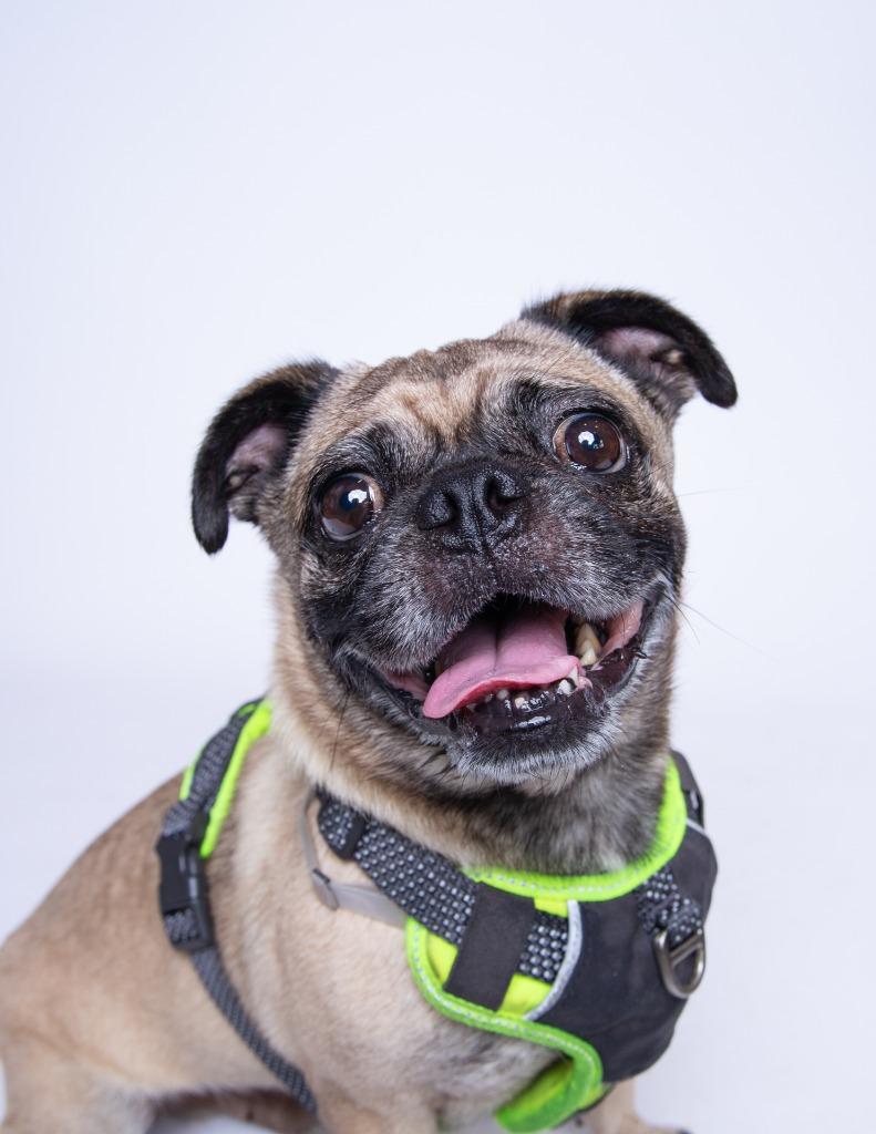 Enlarge Lightning, a Adoptable Pug in Gardena, CA image 1/6