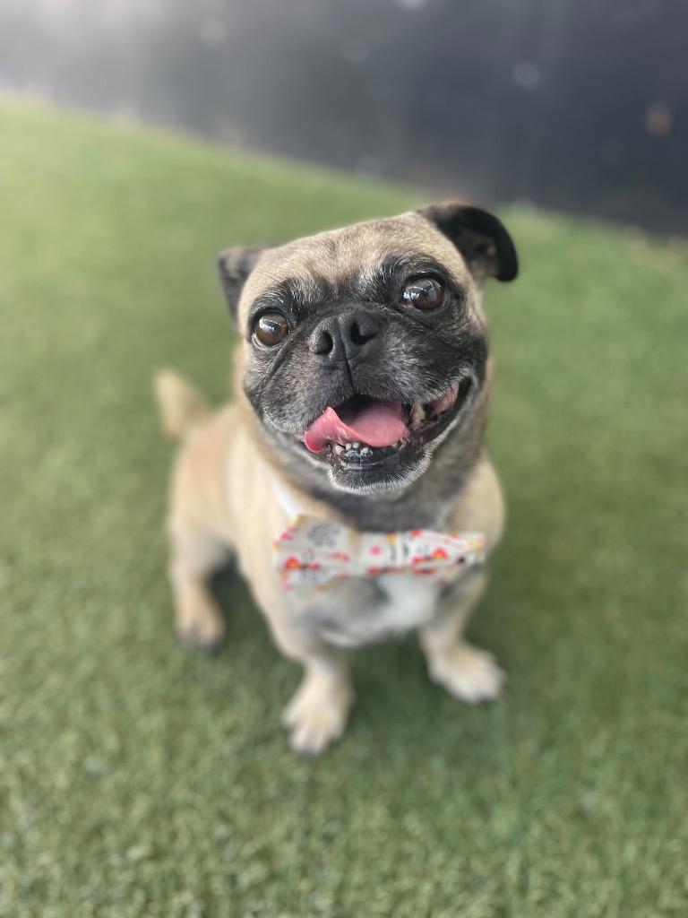 Enlarge Lightning, a Adoptable Pug in Gardena, CA image 2/6