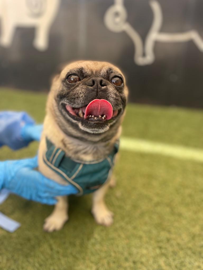 Lightning, Adoptable, Adult Male Pug.
