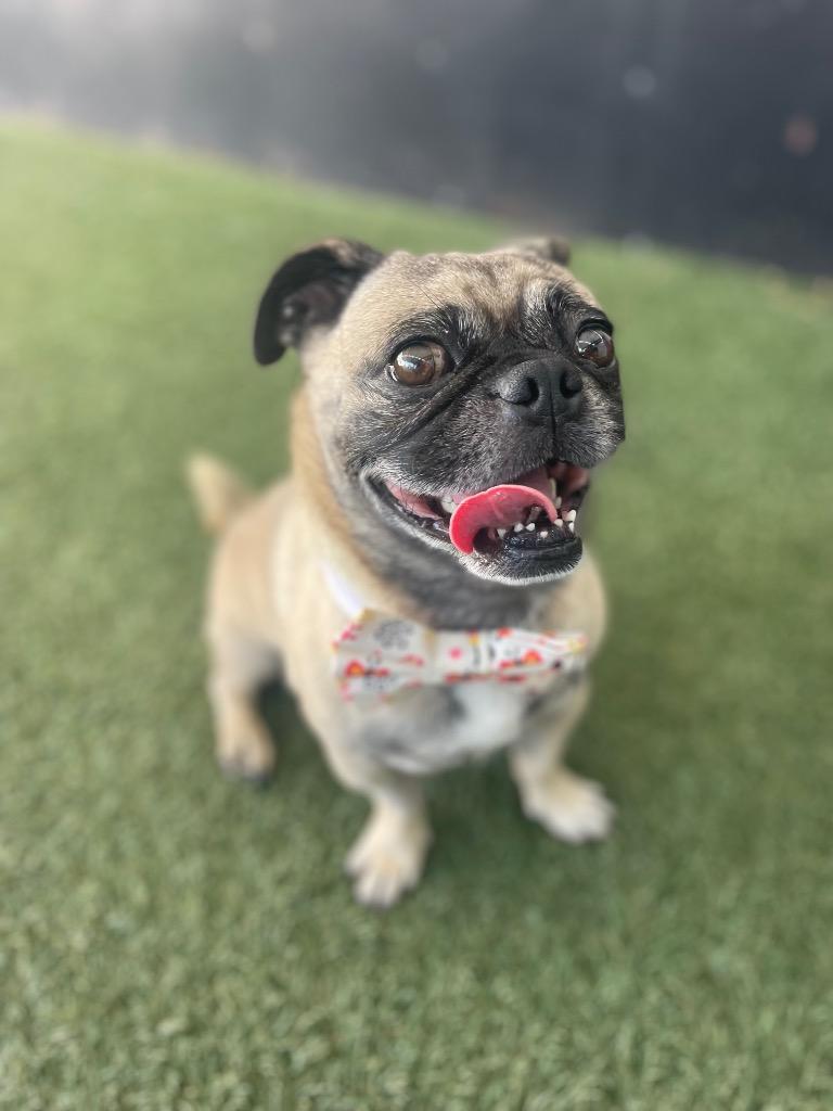 Enlarge Lightning, a Adoptable Pug in Gardena, CA image 3/6