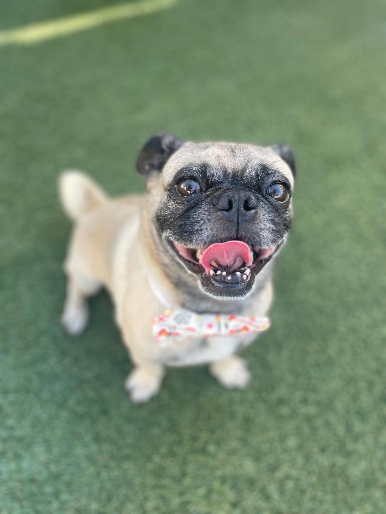 Enlarge Lightning, a Adoptable Pug in Gardena, CA image 4/6