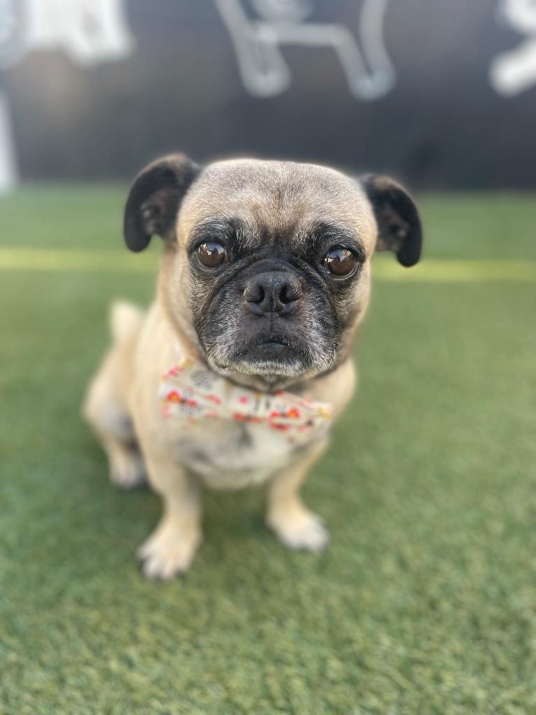 Enlarge Lightning, a Adoptable Pug in Gardena, CA image 5/6
