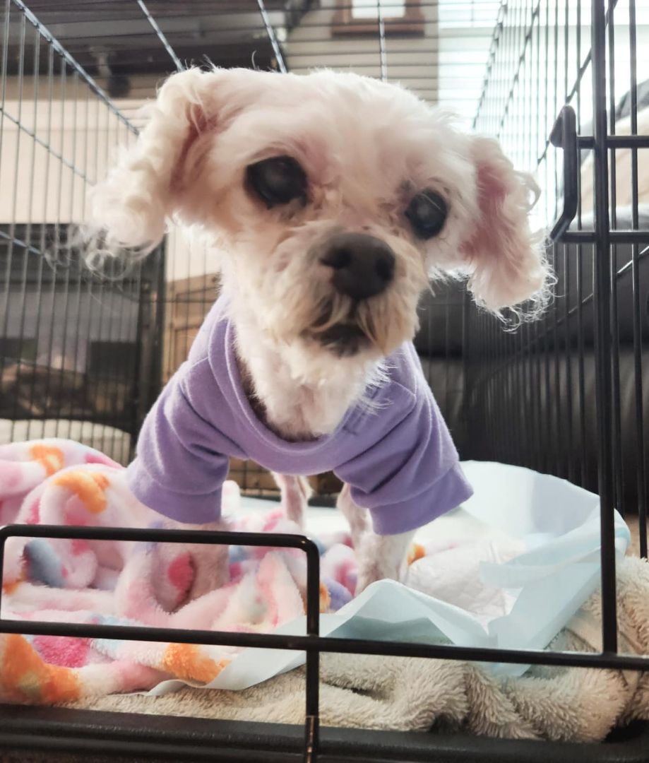 Winnie, Adopted, Senior Female Maltese.